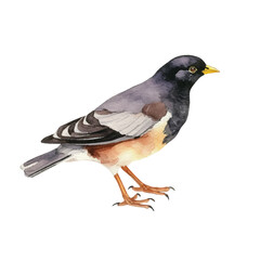 watercolor Myna isolated white background