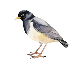 watercolor Myna isolated white background