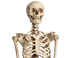 detailed human skeleton, full body anatomical model, isolated on plain background. This educational representation showcases skeletal structure, ideal for study and reference