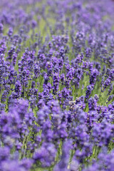 Obraz premium Lavender blooming close-up in a field. Lavender farm