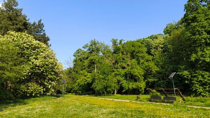 spring in the public park in sunlight