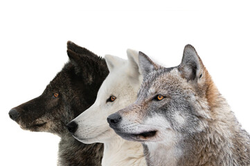 canadian wolf and polar wolf and grey wolf isolated on white background