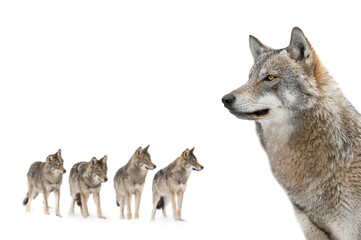 portrait of majestic wolf isolated on white background