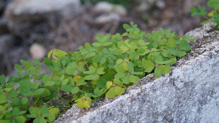 green moss on stone wall