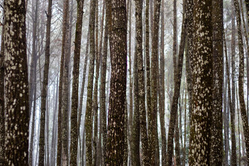 Obraz premium pattern of pine tree trunks in a foggy forest
