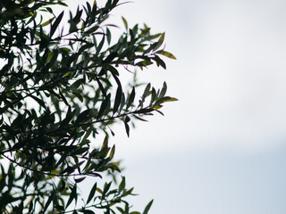 Olive tree leaves