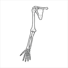 Hand bones drawing handmade illustration artwork