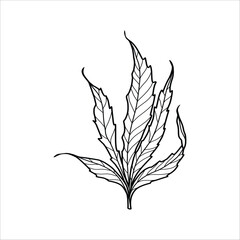 Drug marijuana leaf hand drawn illustration artwork
