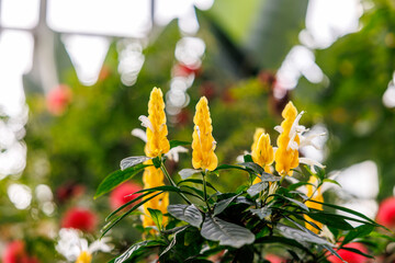 Close-up of golden shrimp-like flower (Justicia brandegeeana) in bloom