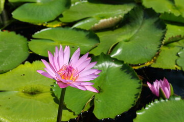 pink lotus on lotus leaf background