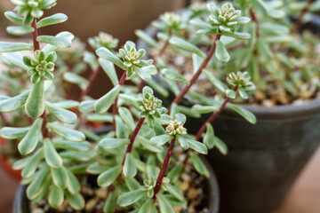 Close up of green Sedum leaves growing
