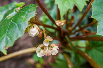 Close-up of white begonia flowers in bloom