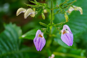 Close-up of cute purple begonia flowers in bloom