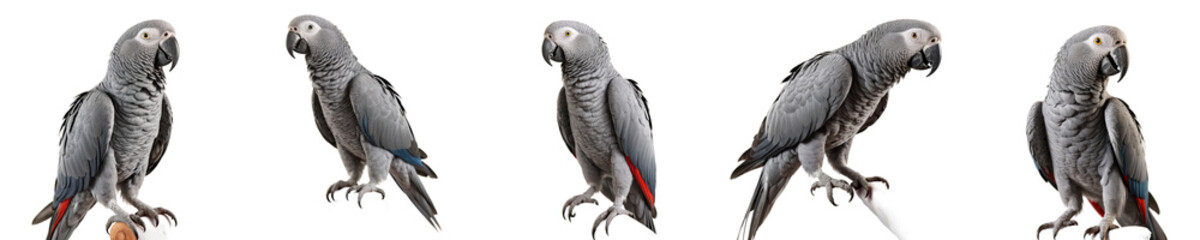 Fototapeta premium a series of realistic gray parrots in various poses