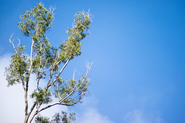 tree branches in the blue sky