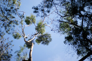 tree branches in the blue sky