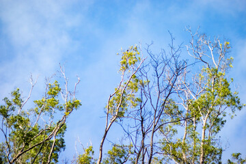 tree branches in the blue sky