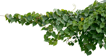 Vine plant, Branch creeper leaf green, Liana tropical nature transparent background
