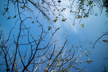 tree branches in the blue sky