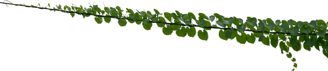 Vine plant, Branch creeper leaf green, Liana tropical nature transparent background
