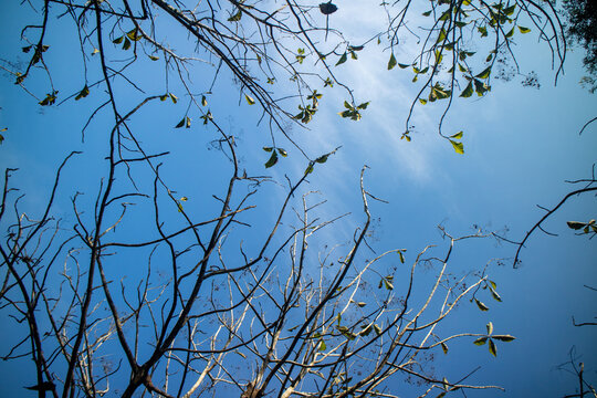 tree branches in the blue sky