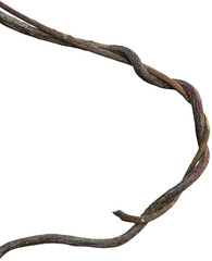 Twisted dried Liana jungle vine.