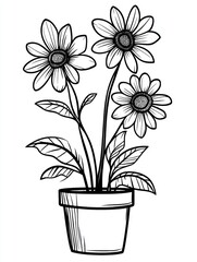 Three Daisies Blooming in a Terracotta Pot