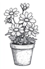 Daisies in a Terracotta Pot A Lovely Springtime Scene