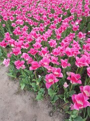 flower, flowers, nature, spring, plants