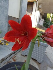 Bright red amaryllis flower