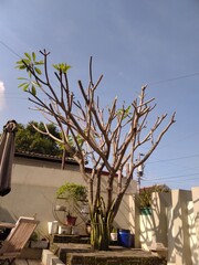 Beautiful plumeria tree basking in the sunlight