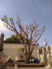 Beautiful plumeria tree basking in the sunlight
