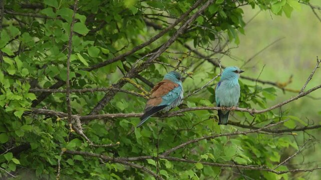 European rollers  standing on tree branch listening other birds songs