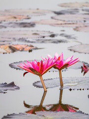 Stunning pink water lilies blooming in tranquil lake nature photography serene environment