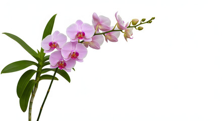 Obraz premium A branch of orchid flowers with leaves on a white background 