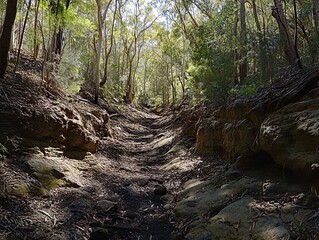 Sunlit gully trail in Australian forest; nature walk