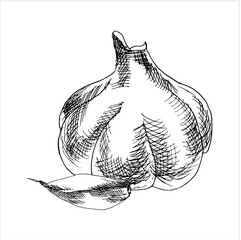 Fresh spice vegetable, ink hand drawn garlic head with slice illustration. Vegetarian food clipart, engraving outline sketch for menu, restaurant, grocery market label, logo design