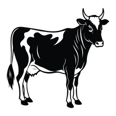 black and white cow  on white background