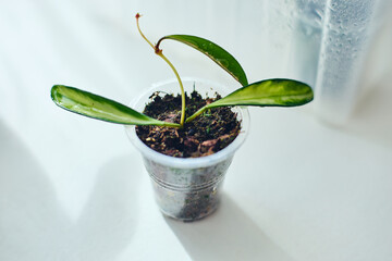 Young rooted cuttings of different varieties of hoya Kentiana variegata in small pots, house flower, liana. Close up, selective focus.