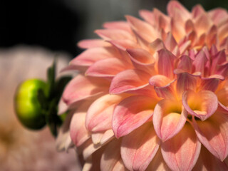 Fototapeta premium dhalia flower close up detail