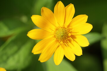 yellow flower in the garden