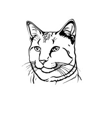 Obraz premium illustration of a cat
