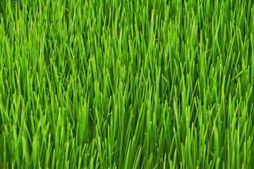 Fototapeta premium Green tall grass. Natural background.