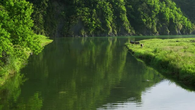 Water buffalo munching grass beside river
