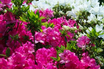 ピンク色のつつじ