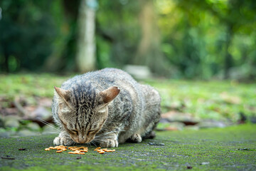A heavily pregnant female tabby cat, eating dry foods given by visitors at a botanical park in Bogor City, West Java