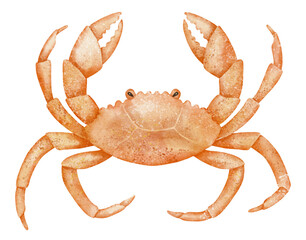 Watercolor Crab illustration. Drawing of marine crustacean in orange tones for invitations or greeting cards in nautical style. Art of sea animal for childish design on isolated background.