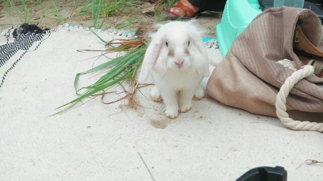 A white fluffy domestic rabbit with soft fur and floppy ears is walking in a park.