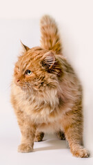 huge fat red shaggy cat on a white background