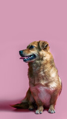joyful smiling mongrel red dog on a pink colour background